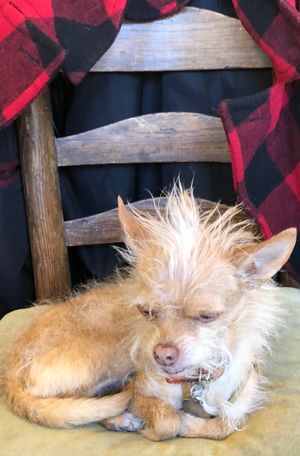 A grumpy little chihuahua named Miso.