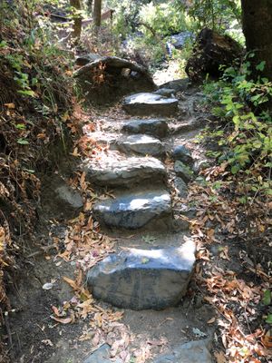 Intriguing stone steps through a forest.
