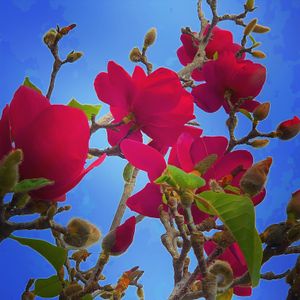 Red magnolias against a blue sky.