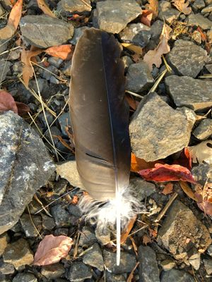 A feather on the stones near a river.