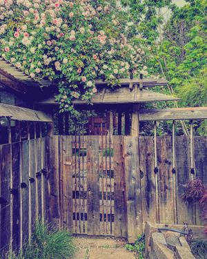 A Japanese style building of wood--the gate entrance with roses above.