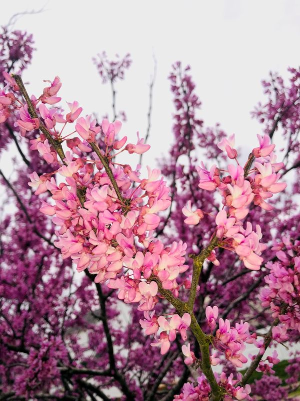 You ARE a beautiful flower in the Garden ToGather!