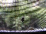 fly_on_screen_smaller.jpg