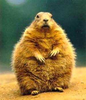 ground-hog-day1233584614.jpg
