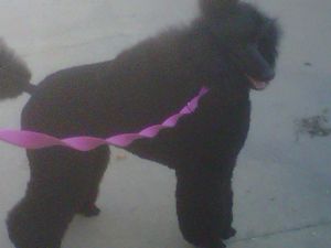 Giselle, my 11 month old standard poodle - here, we are about to go for a short jog to let off some excitement before ring time!