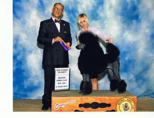 Ch. NLD Just Before Midnight -Taking Winners in 2011 under Judge Luis Sosa. Handler Nicole Baldwin- Blue Standard Poodle 