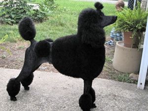Standard Poodle 