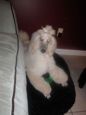 My boy Armani (CH. Donnchada Sweet Talk) relaxing over the holidays