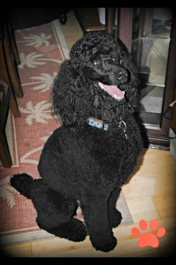 Zeus Looking Quite Fabulous for the Holidays!