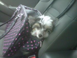 Queen Lily is a Chinese Crested Powderpuff from Jewel's Chinese Cresteds in Connecticut