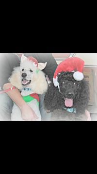 Cesar and Zeus, 2 Cadeau pups are always included in the photo shoots. Photo by Roxie Trahan.