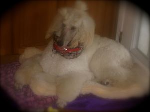 Armani (CH. Donnchada Sweet Talk) in his pretty red Christmas collar from Poodleit.com