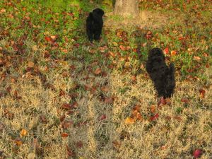 2 standard poodle puppies at 7 weeks