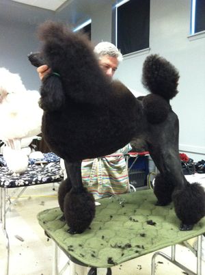 Our friend and fellow Creole Poodle Club member, Claude, helping me get a photo of Jacki.