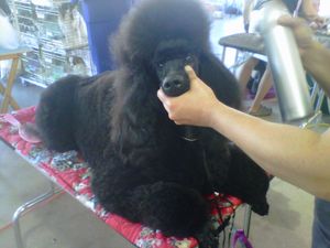 Cadeau Midnight Rendezvous - AKC pointed from the puppy class - Ms. Giselle
