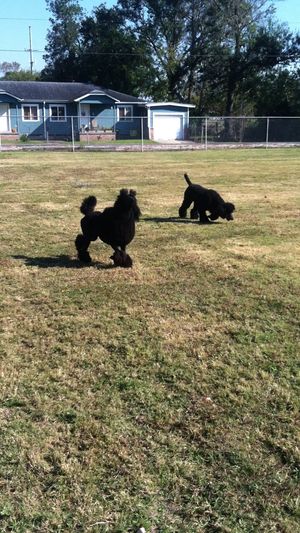 Jacki & Comet Playing Fetch in the Big, Nearby Park