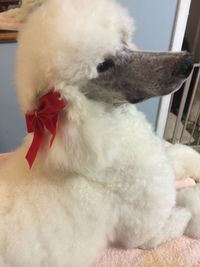 CH Olympia la Dame aux Camelias 'Camille' in her Christmas bow                                                                                   