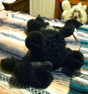 Comet is Quite the Pampered Poodle. She Even Shares her Sought after Bed Spot Sometimes.
