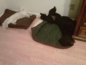 Biscuit is taking  a break from 
