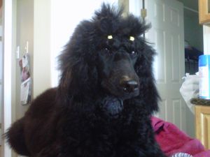 Giselle, a 6 month old black standard poodle puppy, is very well-behaved on the grooming table. My puppies get started with grooming as early as 2-3 weeks old. Once their eyes are open, I shave their faces, Their feet, tails, mouths, and every body part is handled from such a young age. Grooming is a MUST for ANY poodle's entire lifetime. They should completely accept being groomed. 
