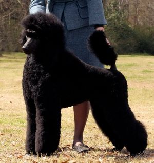 Here is Dino - Ch. Luminary Xtreme Dynamite. He is the gorgeous sire of the puppies. He is pictured here at 8 months old, just before starting his show career. Dino went on to finish his AKC championship out of the puppy class, even managing a Group First as a puppy. Great Job!