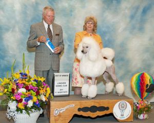 Margot and Betty winning in Longview, only days before Margot's diagnosis of Addison's disease. I will always be in debt to Betty's wisdom and poodle experience. She knew what to do and did not hesitate, which almost certainly saved Margot's life.