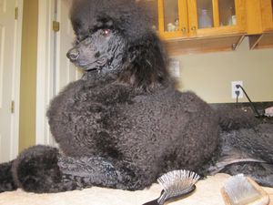 By Request Donnchada Jacqueline, displaying her wonderful grooming table manners