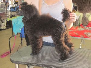 Charlie - (Ch. Starlit Bring it On x Ch. Makays The Girl Next Door) available dob 5/31/11