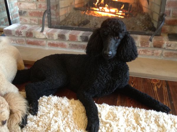 Max & Vinny by the Fireplace