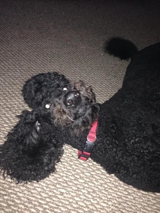 Beau Bear is Full of Expression & Love