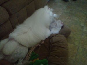 Margot could hardly keep still - Here she is, playing. Her coat is 