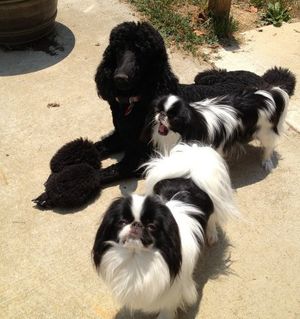 Giselle - Cadeau Midnight Rendezvous - with a couple of her new family members (Japanese Chins)