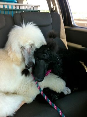 Armani & Giselle 