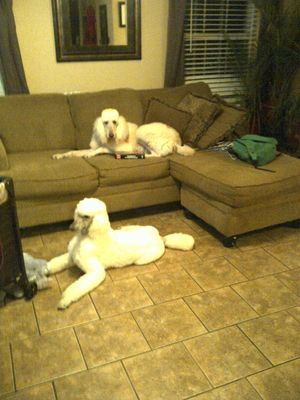 Margot (floor) and her new housemate Carlos