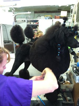 Jacki on the grooming table at Audrey's Grooming in Baton Rouge, LA - groomed by Leslie Denson