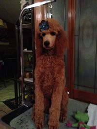 Judah's mom couldn't resist decoracting his pretty topknot.