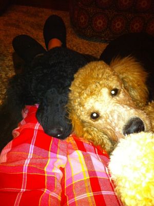 The New Orleans Black and Gold...Poodles! Max (left, from Cadeau) & Vinny (from NOLA Standards)